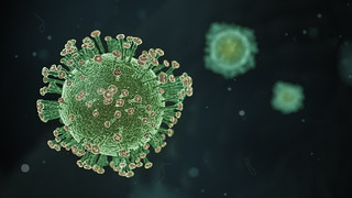 Coronavirus cells