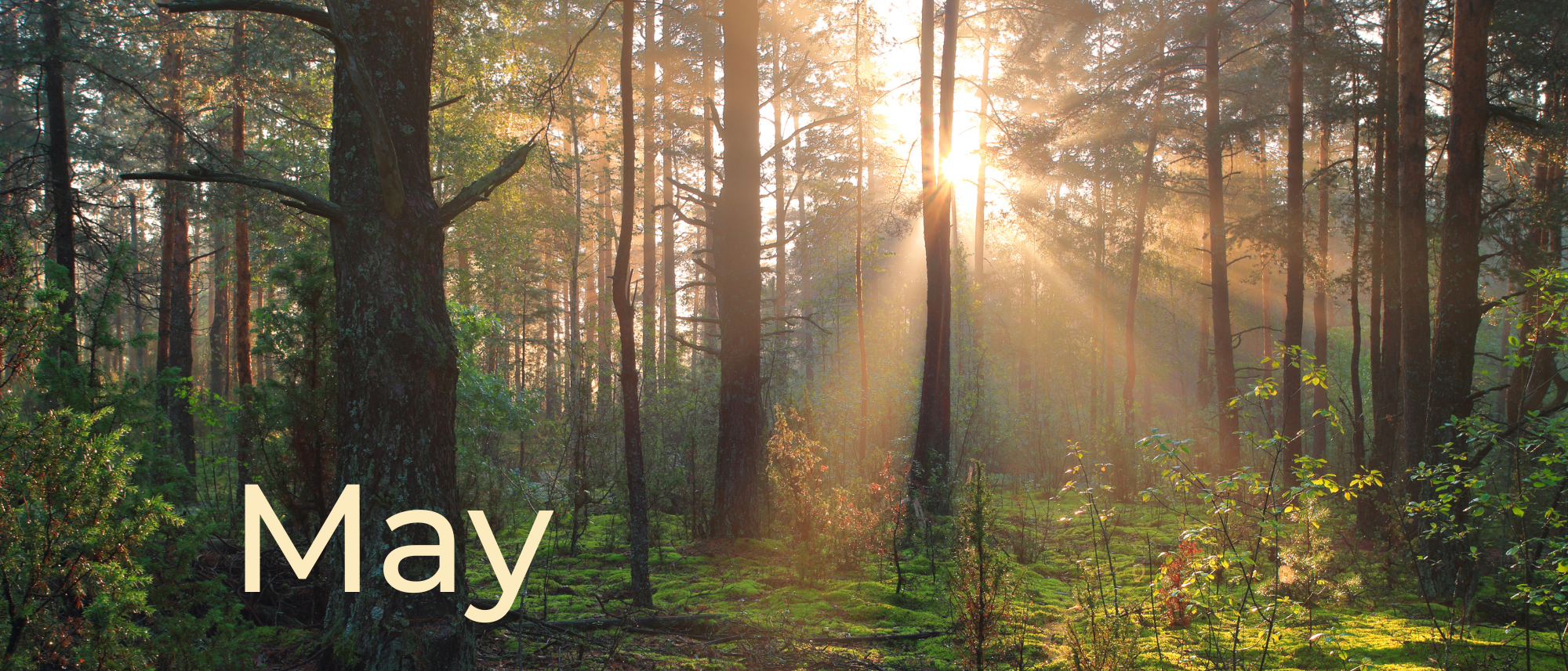 Text - May. A forest with the sunlight peeking through the trees.