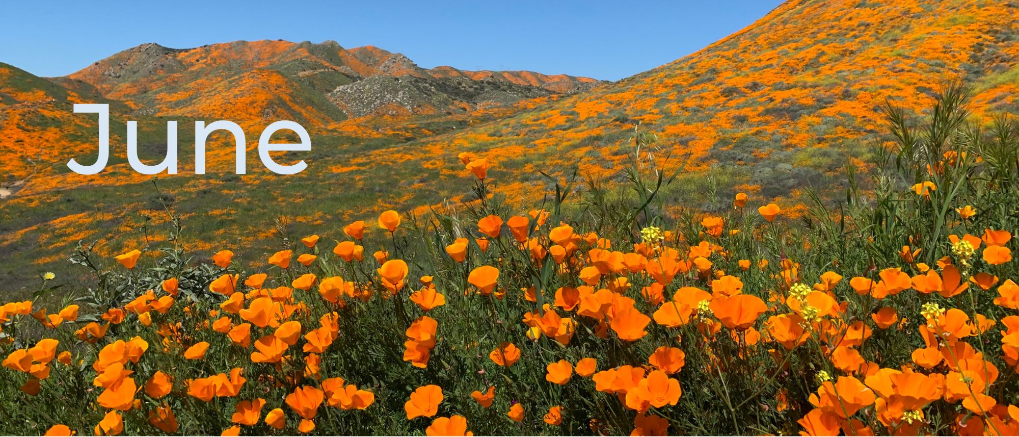 A field of poppy flowers on a hill. Text: June