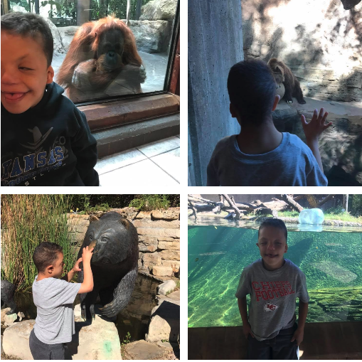 Child is standing in front of different animals at the zoo