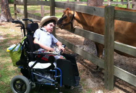 Young boy in wheelchair with cow.