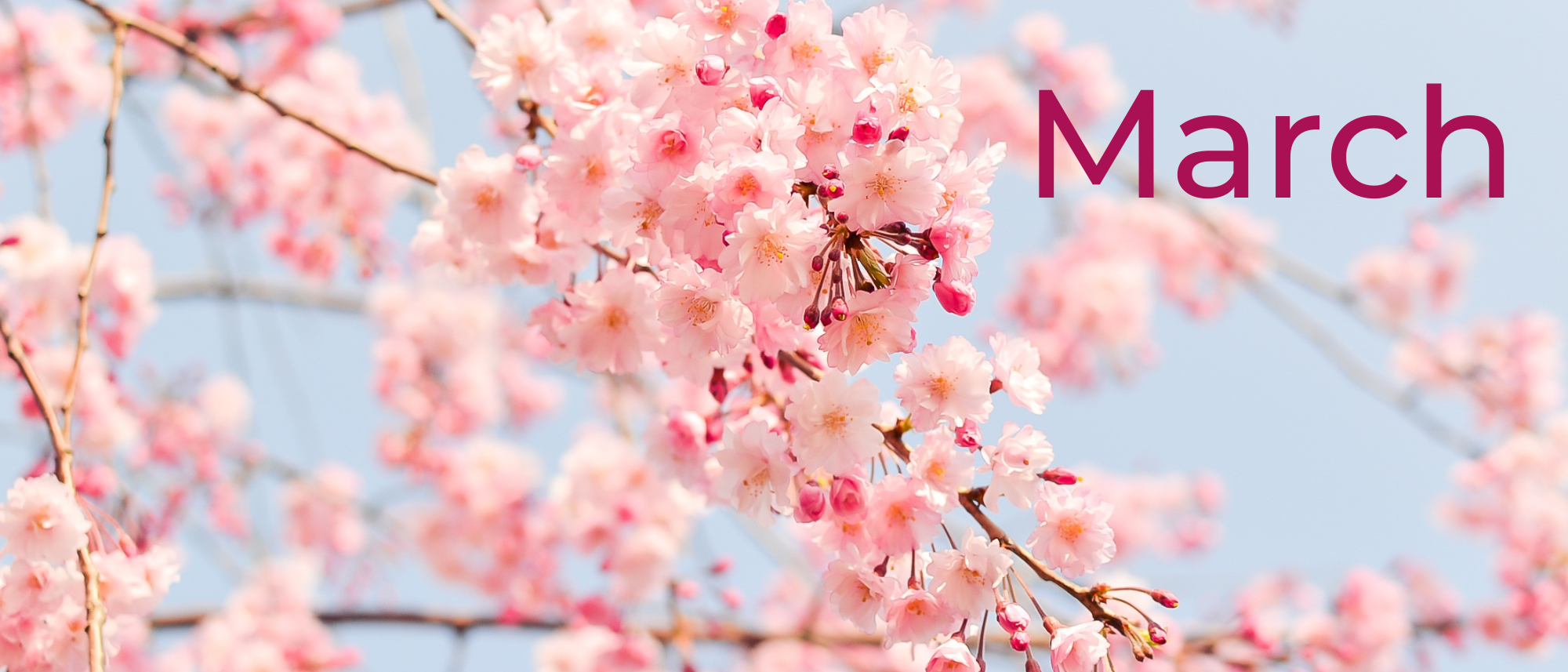 Text says March, on a cherry blossom tree background.